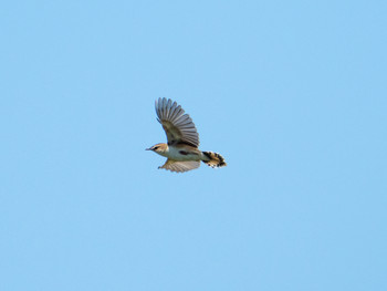 Zitting Cisticola Watarase Yusuichi (Wetland) Thu, 5/2/2019