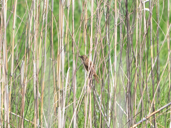 Marsh Grassbird Watarase Yusuichi (Wetland) Thu, 5/2/2019