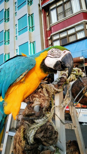 Scarlet Macaw 台湾 Mon, 5/13/2019