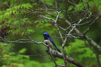 オオルリ 鶏足寺 2019年5月14日(火)