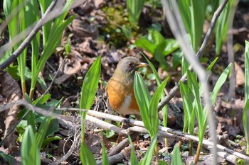 アカハラ 戸隠森林植物園(戸隠森林公園) 2019年5月12日(日)