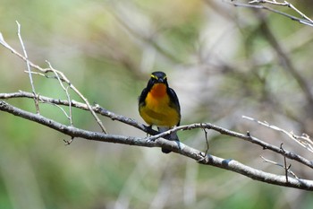 キビタキ 戸隠森林植物園(戸隠森林公園) 2019年5月12日(日)