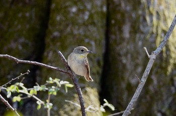 Narcissus Flycatcher Karuizawa wild bird forest Tue, 5/7/2019