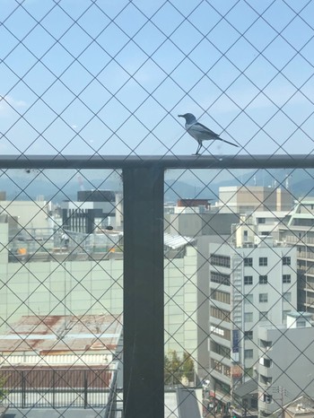 2019年5月13日(月) 鴨川の野鳥観察記録