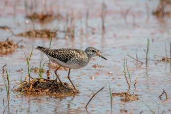 Wood Sandpiper