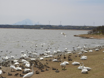 2019年5月6日(月) 大沼の野鳥観察記録