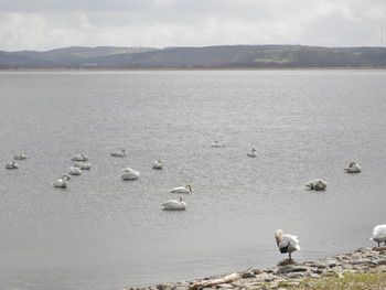 2019年5月11日(土) 大沼の野鳥観察記録