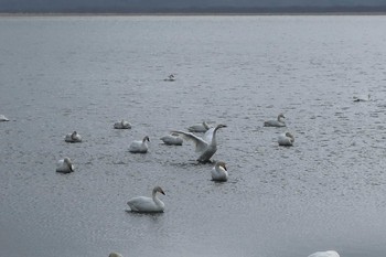 Whooper Swan 大沼 Sat, 5/11/2019