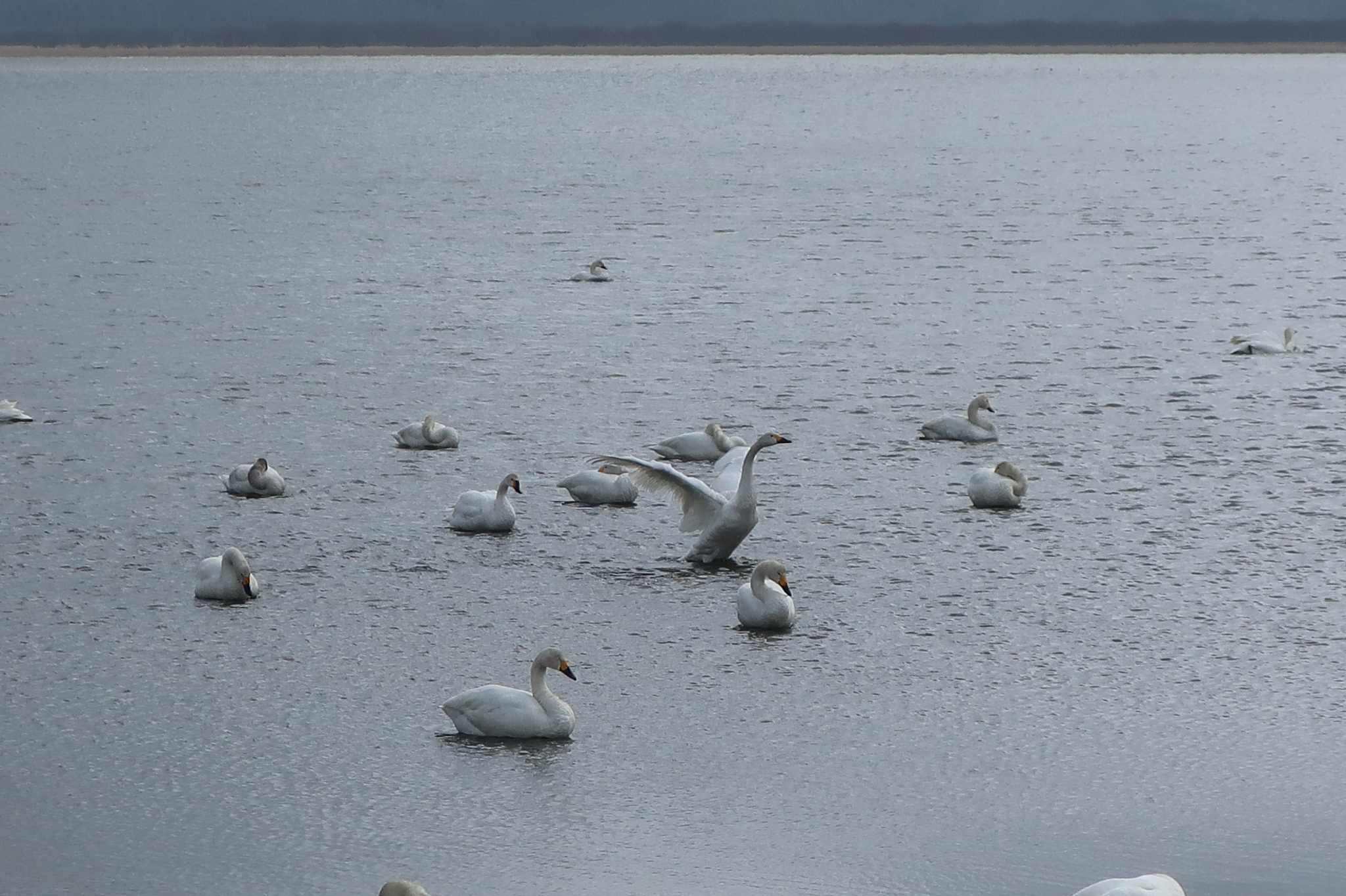 Photo of Whooper Swan at 大沼 by どばと