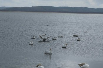 Whooper Swan 大沼 Sat, 5/11/2019