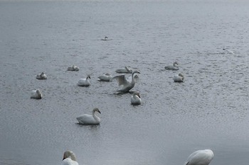 Whooper Swan 大沼 Sat, 5/11/2019