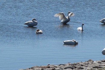 Sun, 5/12/2019 Birding report at 大沼