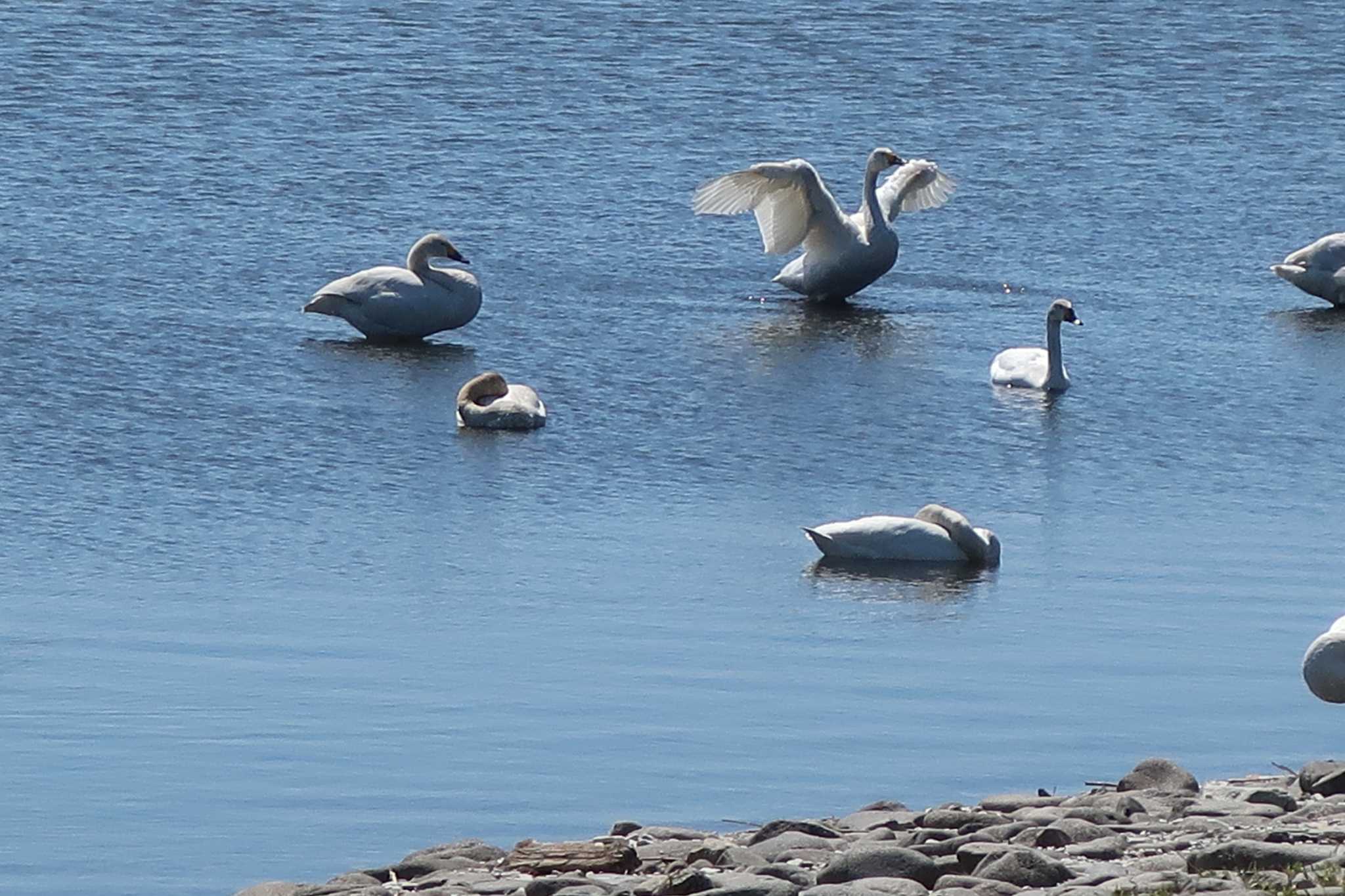 Photo of Whooper Swan at 大沼 by どばと