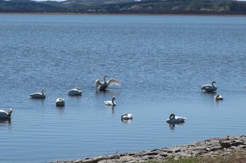 Whooper Swan 大沼 Sun, 5/12/2019