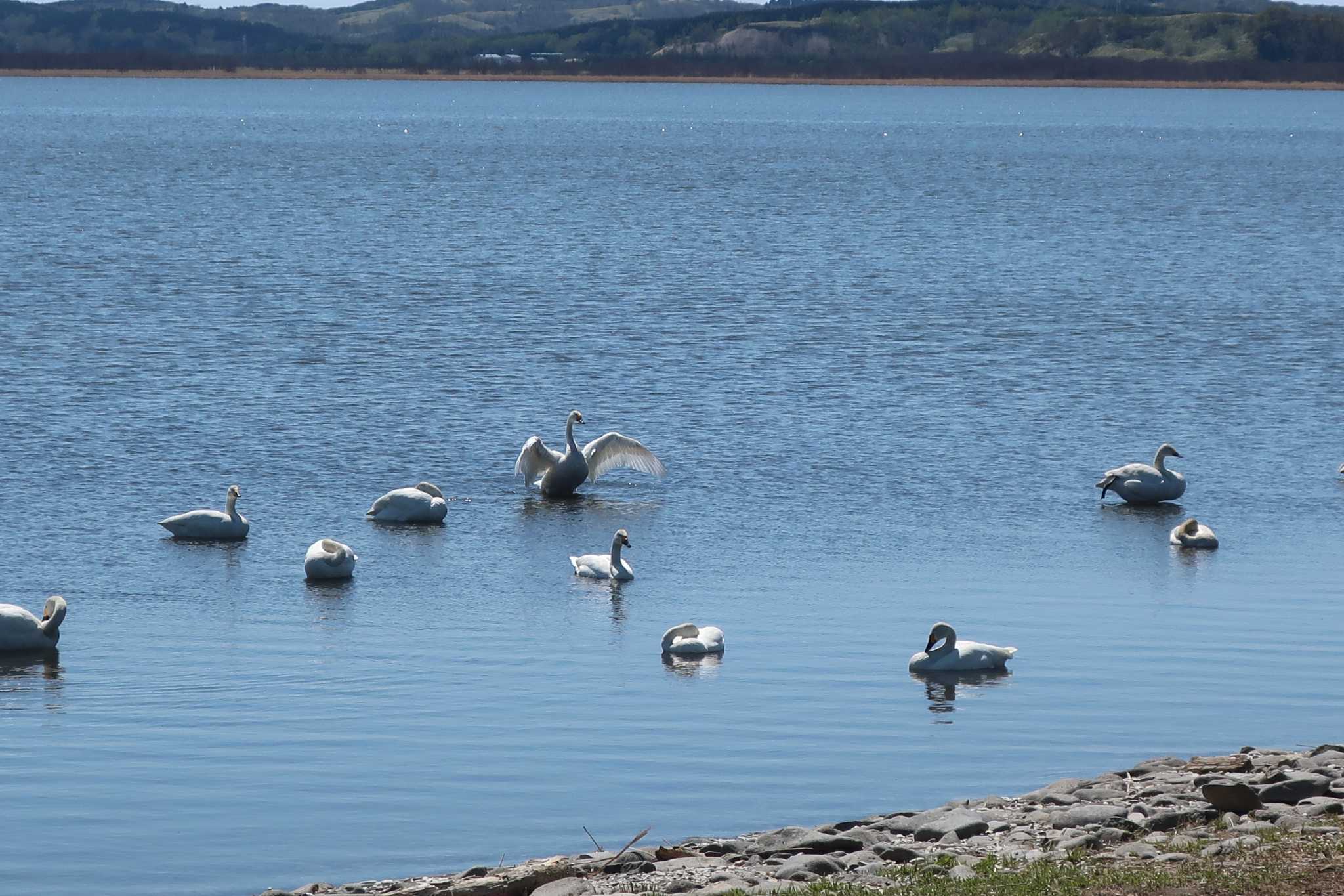 Photo of Whooper Swan at 大沼 by どばと