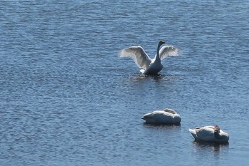 Whooper Swan 大沼 Sun, 5/12/2019