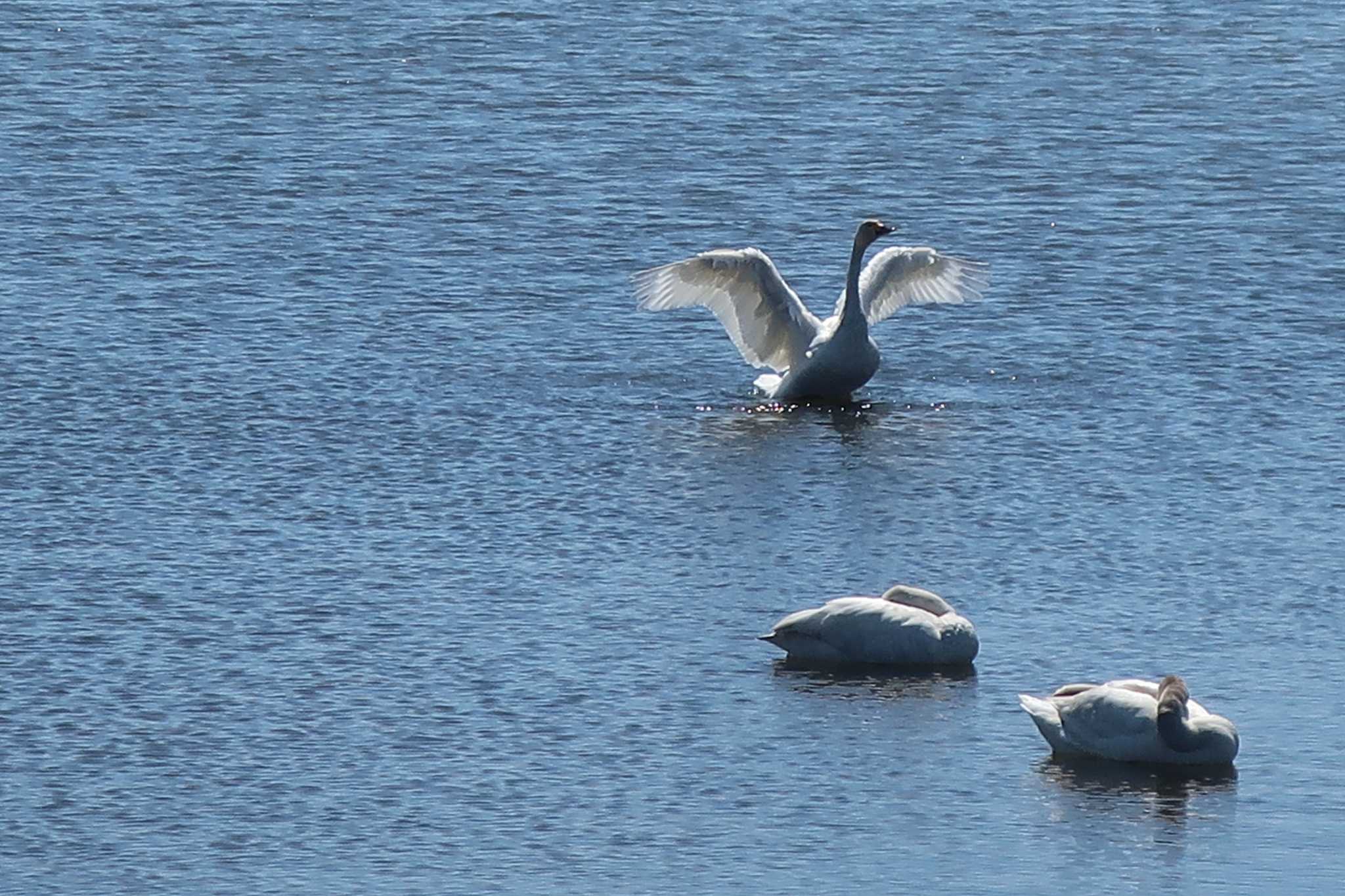 Photo of Whooper Swan at 大沼 by どばと