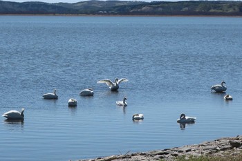 Whooper Swan 大沼 Sun, 5/12/2019