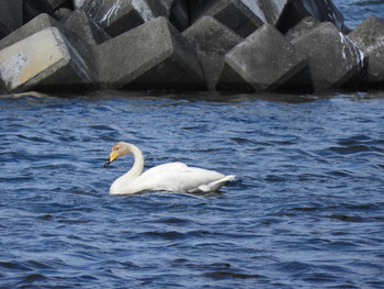 オオハクチョウ 前浜 2019年5月8日(水)