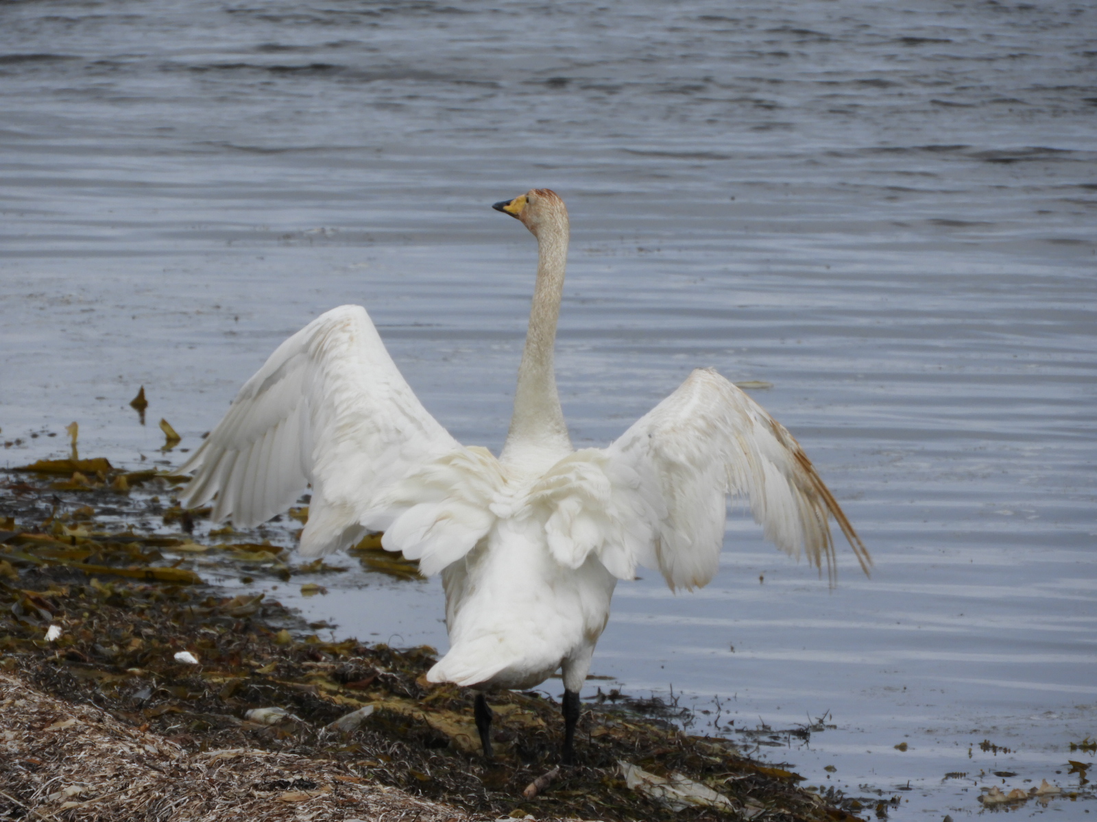 Whooper Swan