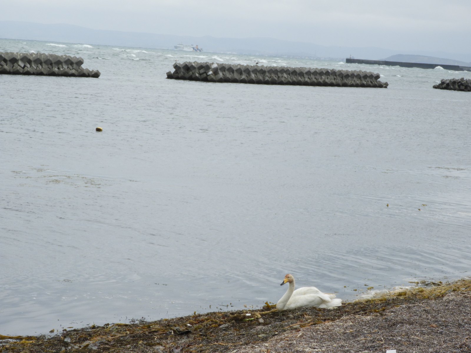 Whooper Swan