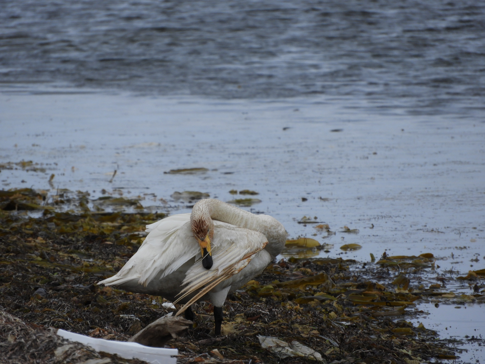 Whooper Swan