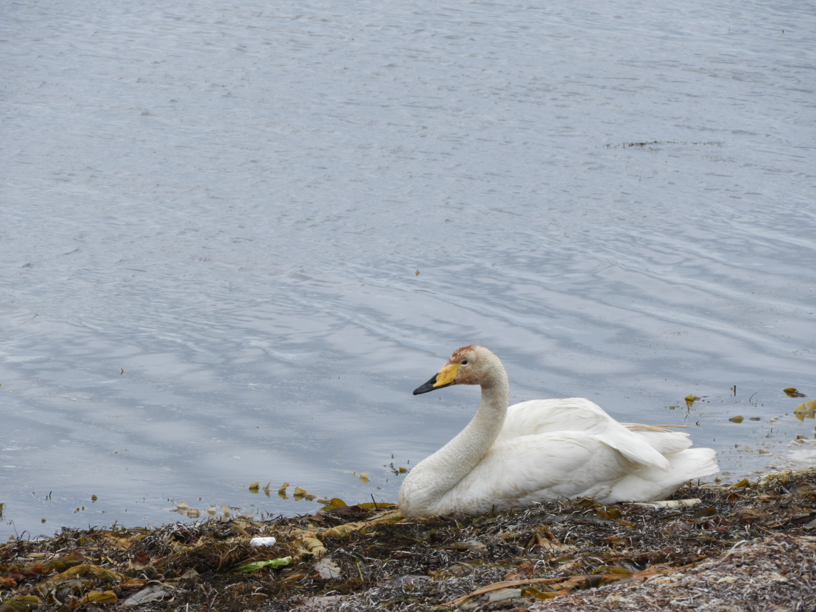 Whooper Swan