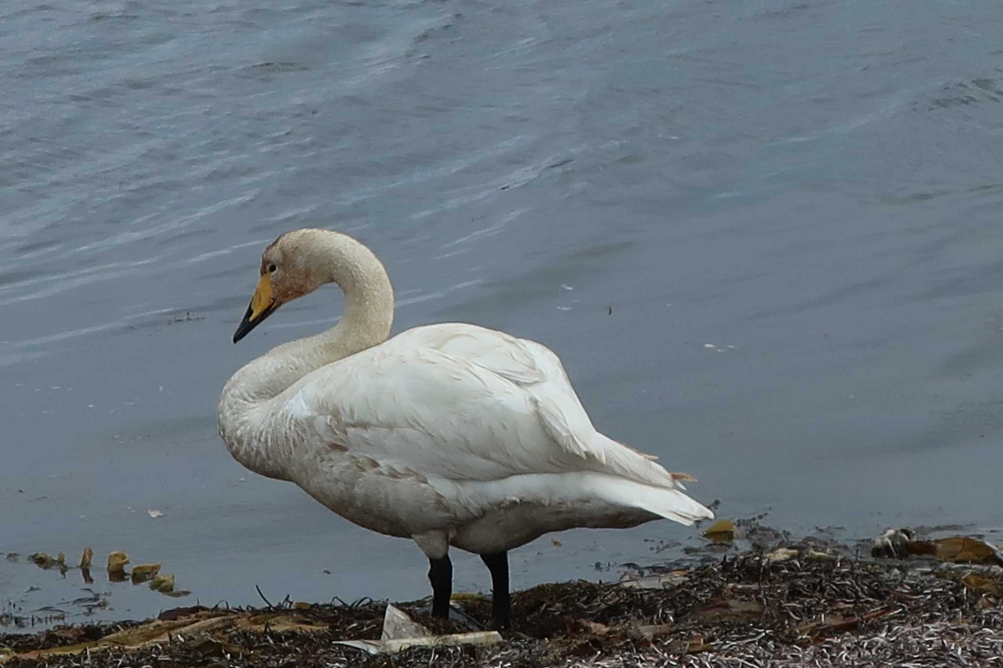 Photo of Whooper Swan at 前浜 by どばと