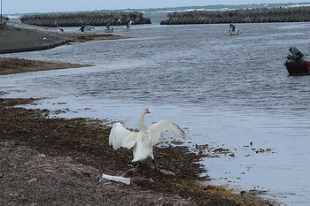 オオハクチョウ 前浜 2019年5月11日(土)