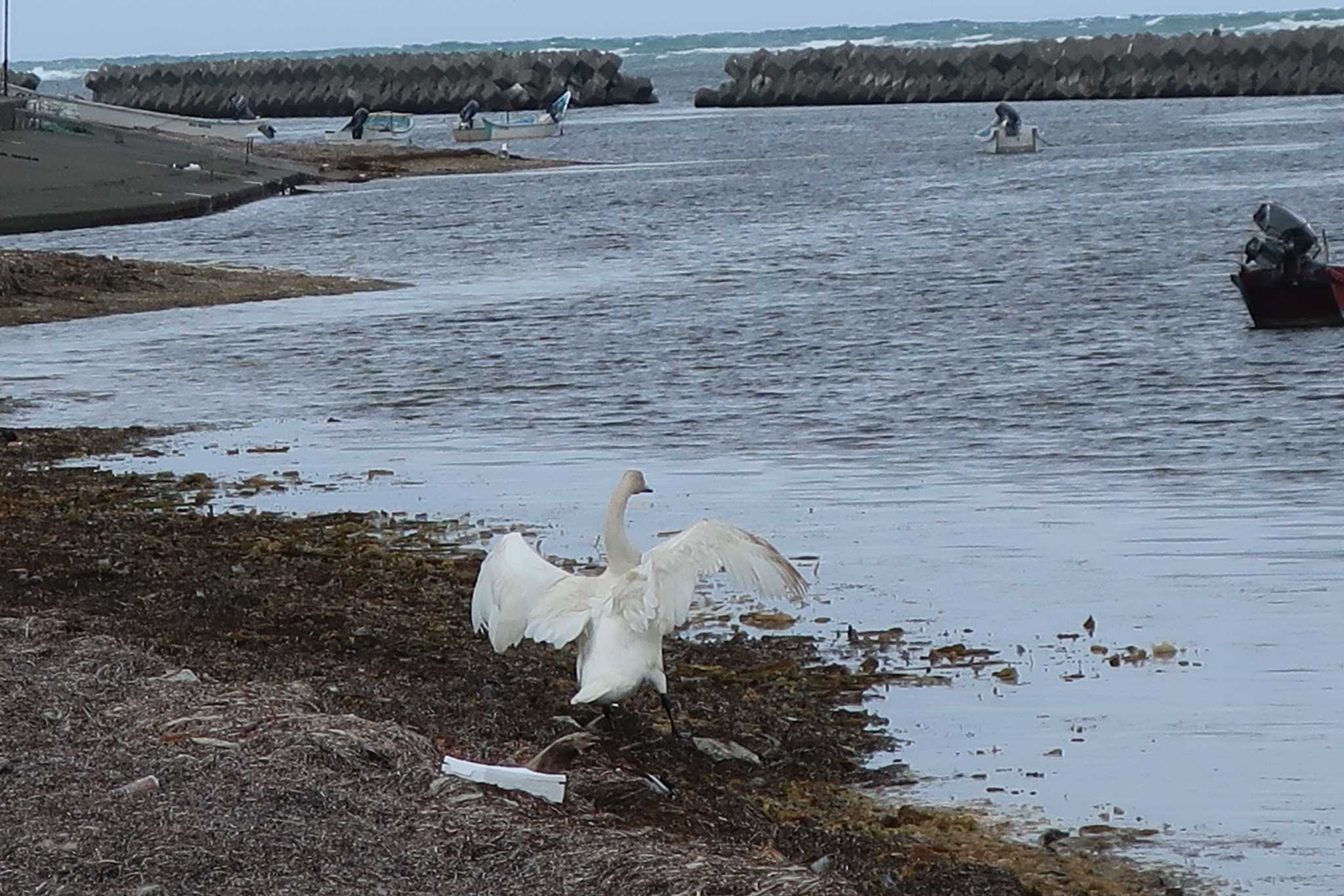 Photo of Whooper Swan at 前浜 by どばと