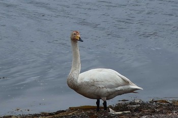 Whooper Swan 前浜 Sat, 5/11/2019