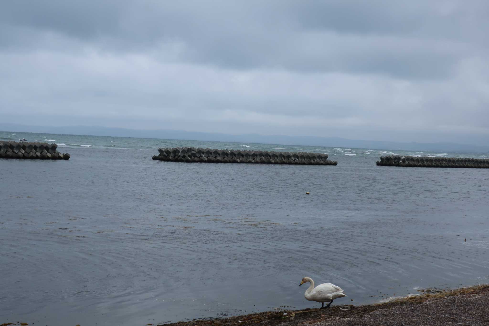 Photo of Whooper Swan at 前浜 by どばと