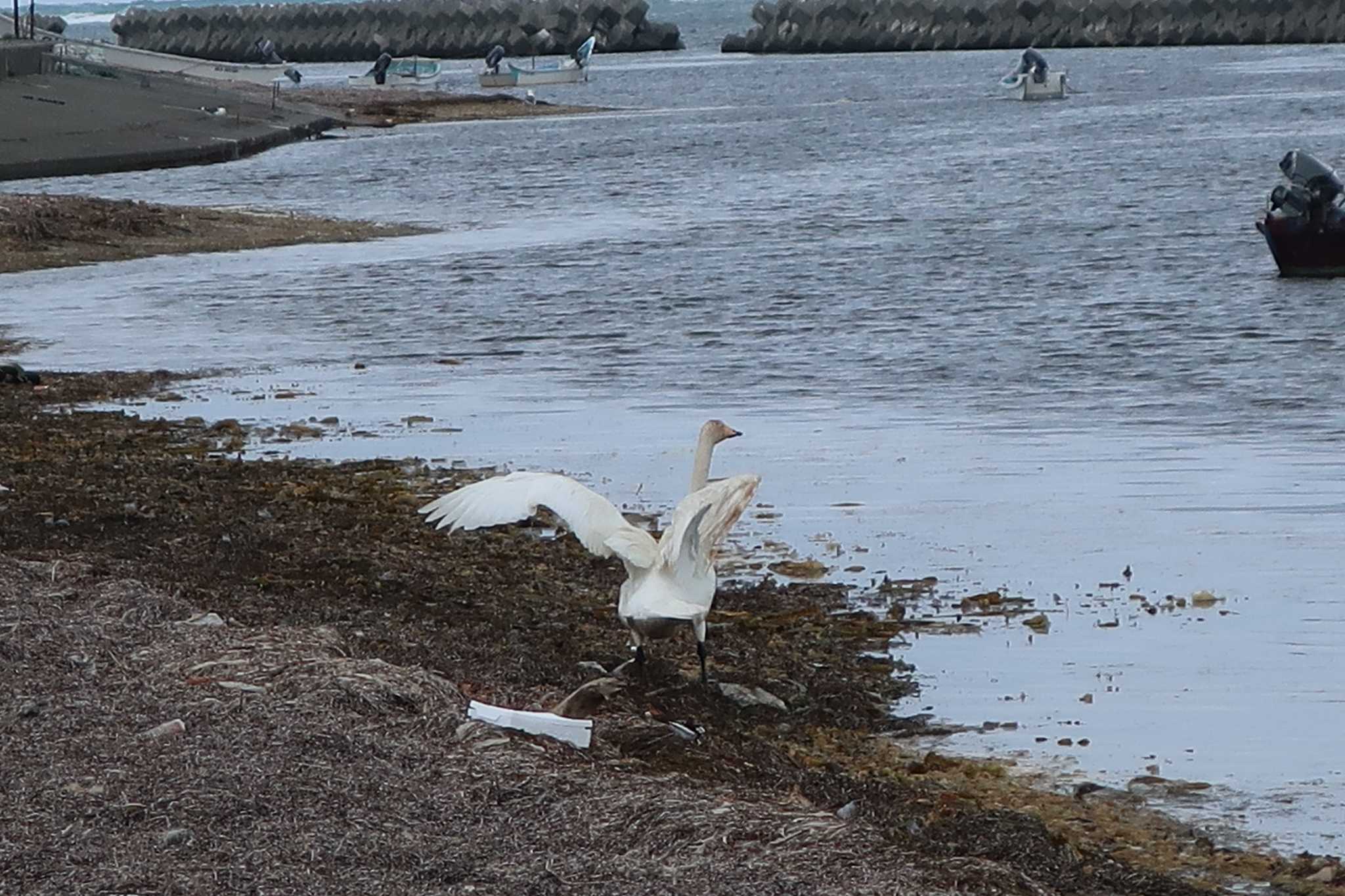 前浜 オオハクチョウの写真 by どばと