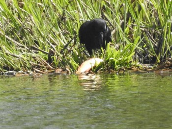 Large-billed Crow 東屯田遊水地 Tue, 5/14/2019