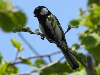 Japanese Tit 東屯田遊水地 Tue, 5/14/2019