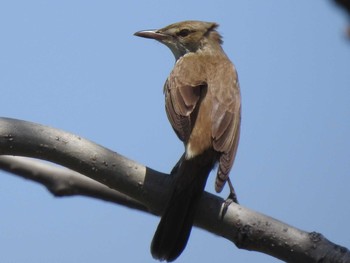 Oriental Reed Warbler 東屯田遊水地 Tue, 5/14/2019