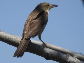 Oriental Reed Warbler 東屯田遊水地 Tue, 5/14/2019