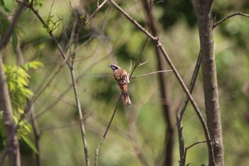 Meadow Bunting Nara Park Mon, 5/13/2019