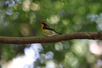 Narcissus Flycatcher 春日山原始林 Mon, 5/13/2019