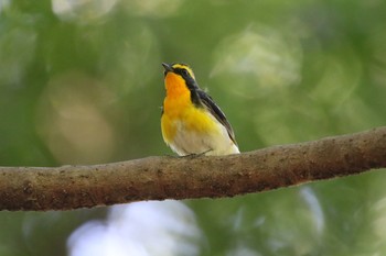 Narcissus Flycatcher 春日山原始林 Mon, 5/13/2019