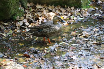 Eastern Spot-billed Duck Nara Park Mon, 5/13/2019