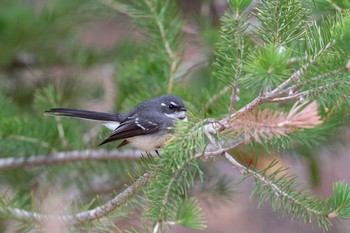 Grey Fantail Victoria Dam Mon, 4/29/2019