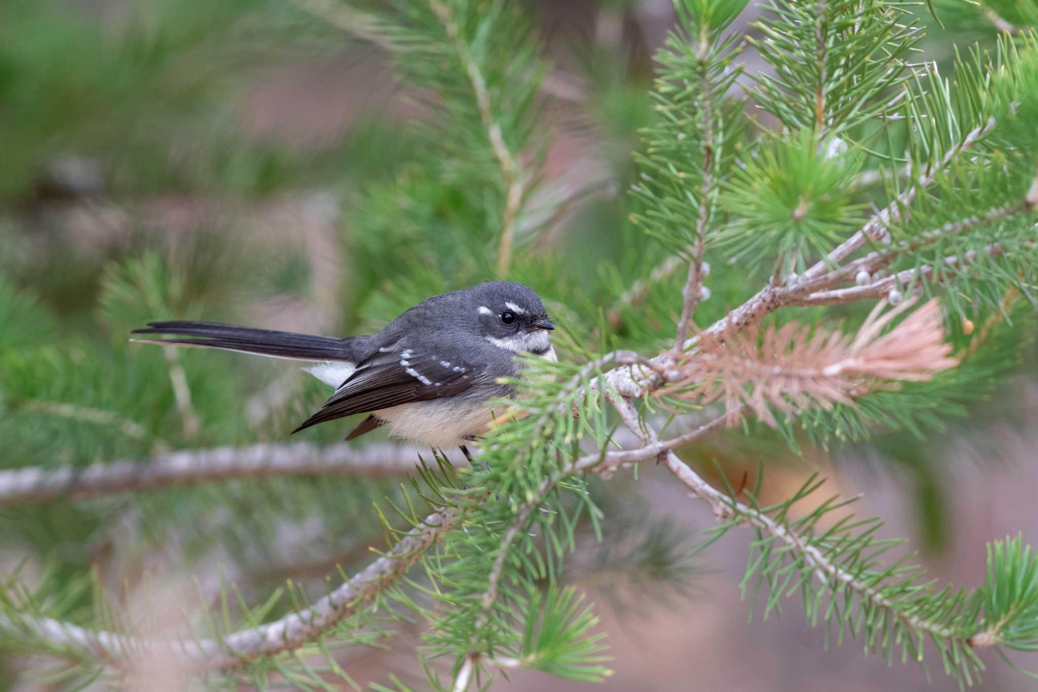 Photo of Grey Fantail at Victoria Dam by Trio