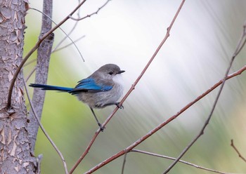 ムラサキオーストラリアムシクイ Victoria Dam 2019年4月29日(月)