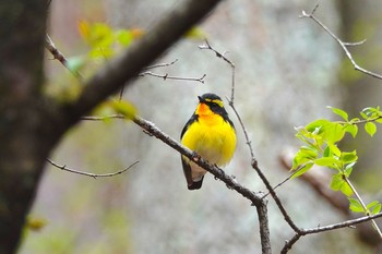 Narcissus Flycatcher Karuizawa wild bird forest Tue, 5/7/2019