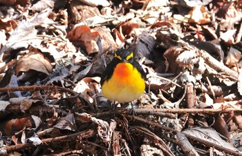 Narcissus Flycatcher Karuizawa wild bird forest Tue, 5/7/2019