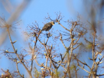 2019年5月10日(金) 北海道　支笏湖の野鳥観察記録