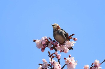 コムクドリ 濤沸湖 2019年5月13日(月)