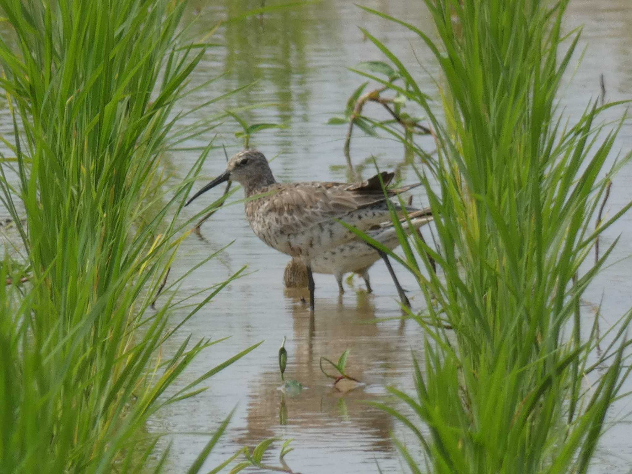 Photo of Curlew Sandpiper at Yoron Island by あおこん