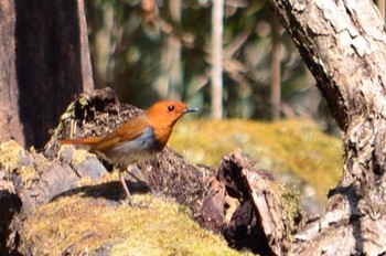 2019年5月13日(月) 柳沢峠の野鳥観察記録